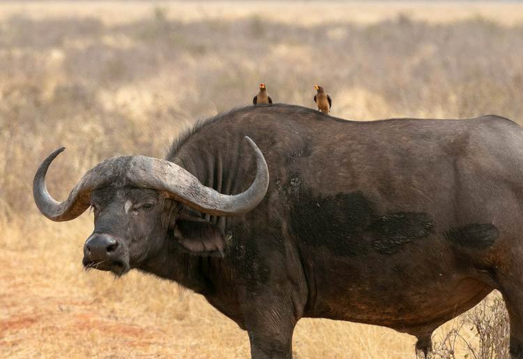 wielki bawół w Afryce dzikie zwierzę afrykańskie 