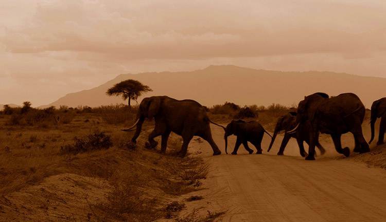 Kenia safari w Kenii Afryka
