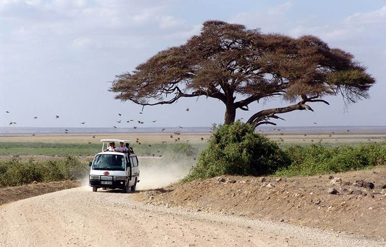 Kenia safari w Kenii Afryka