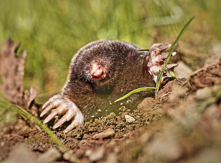 jak się pozbyć kreta kret fakty o kretach 